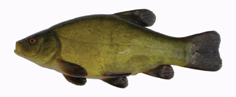Photo: Tench