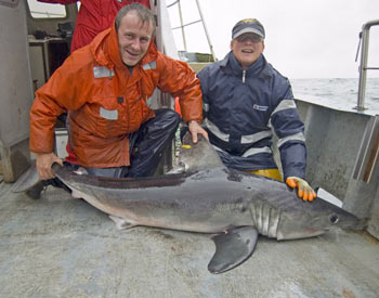 Photo: 1.8 meter porbeagle shark catched and released by Max and Kevin in Galway
