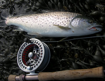 sea trout
