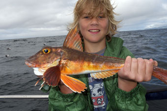 gurnard