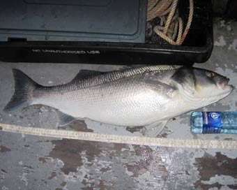 bass
