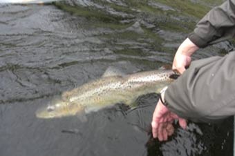 sea trout