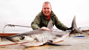 porbeagle