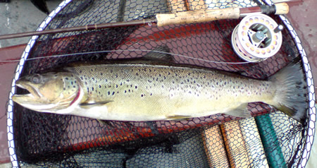 melvin trout