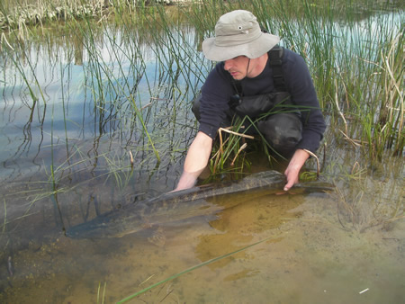 pike