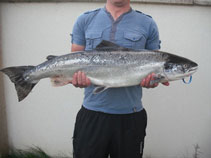 salmon
