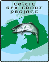 Celtic Sea Trout