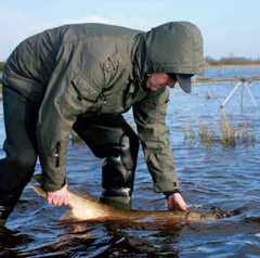 pike