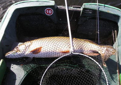 Pike on the fly