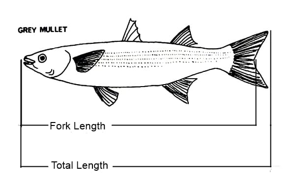 Fork Length - Total Length