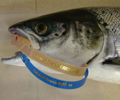 A salmon tagged with both blue and brown gill tags