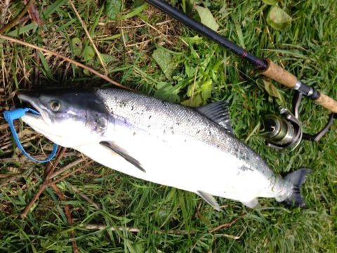 salmon